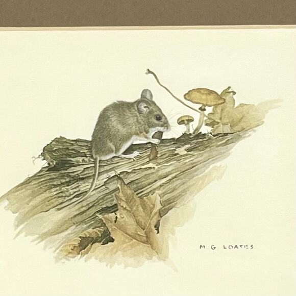 MG Loates Vintage 1970s Framed Print Mouse Mushrooms Woodland Animal 10.75x9” - Picture 2 of 9